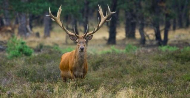 Reewold Veluwe Putten Exterior foto