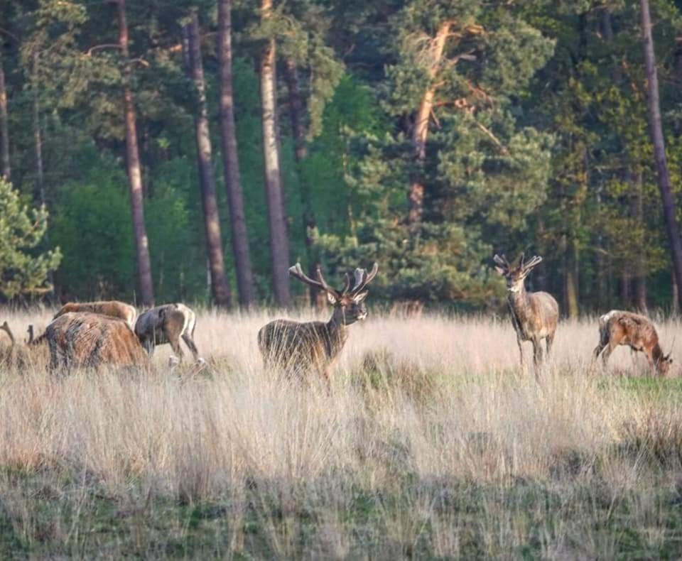 Reewold Veluwe Putten Exterior foto